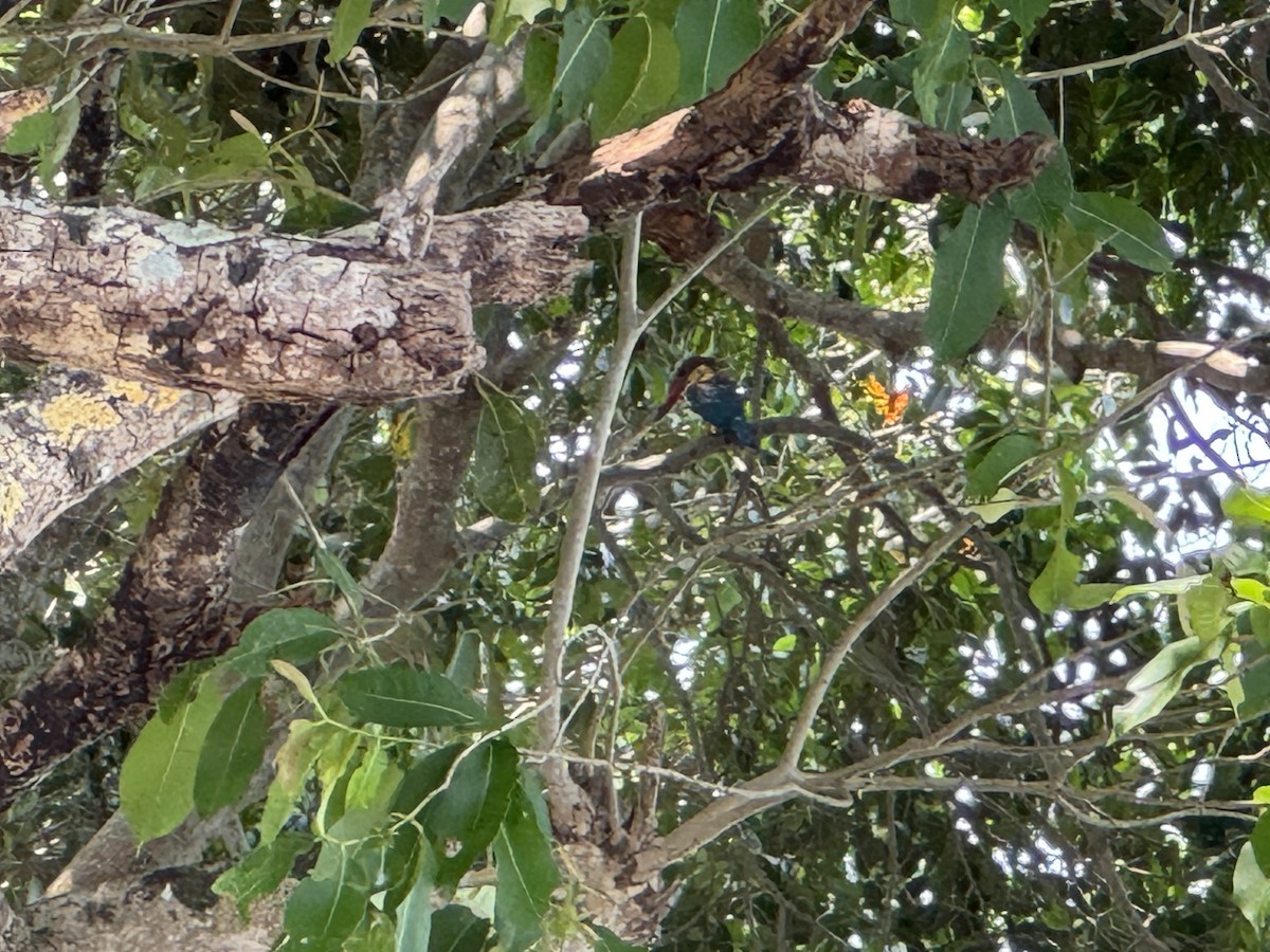 Stork-billed Kingfisher - ML634293135