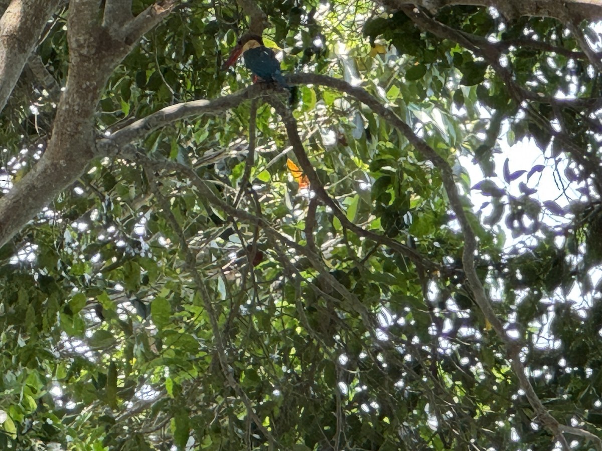 Stork-billed Kingfisher - ML634293136
