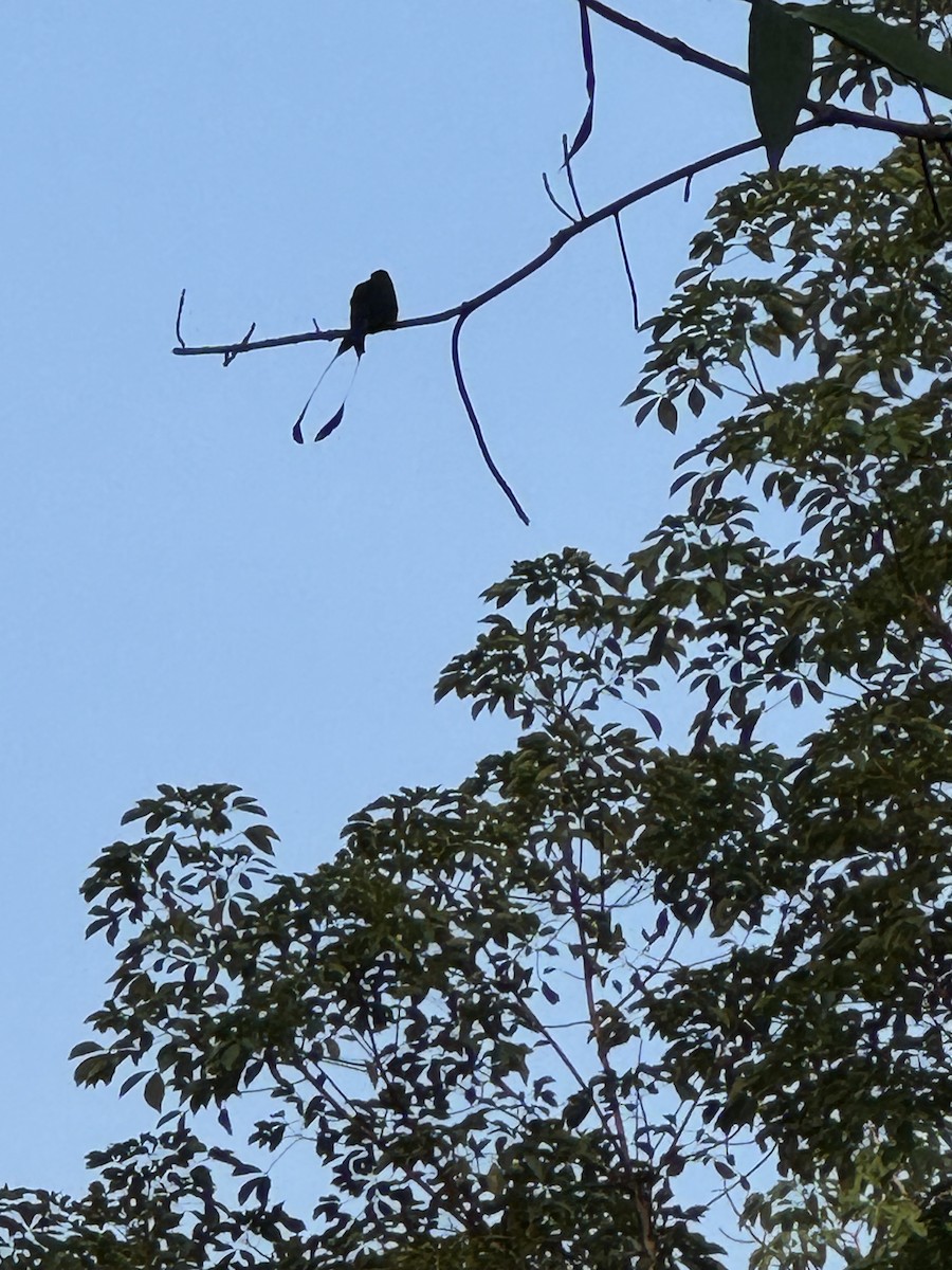 Greater Racket-tailed Drongo - ML634293165