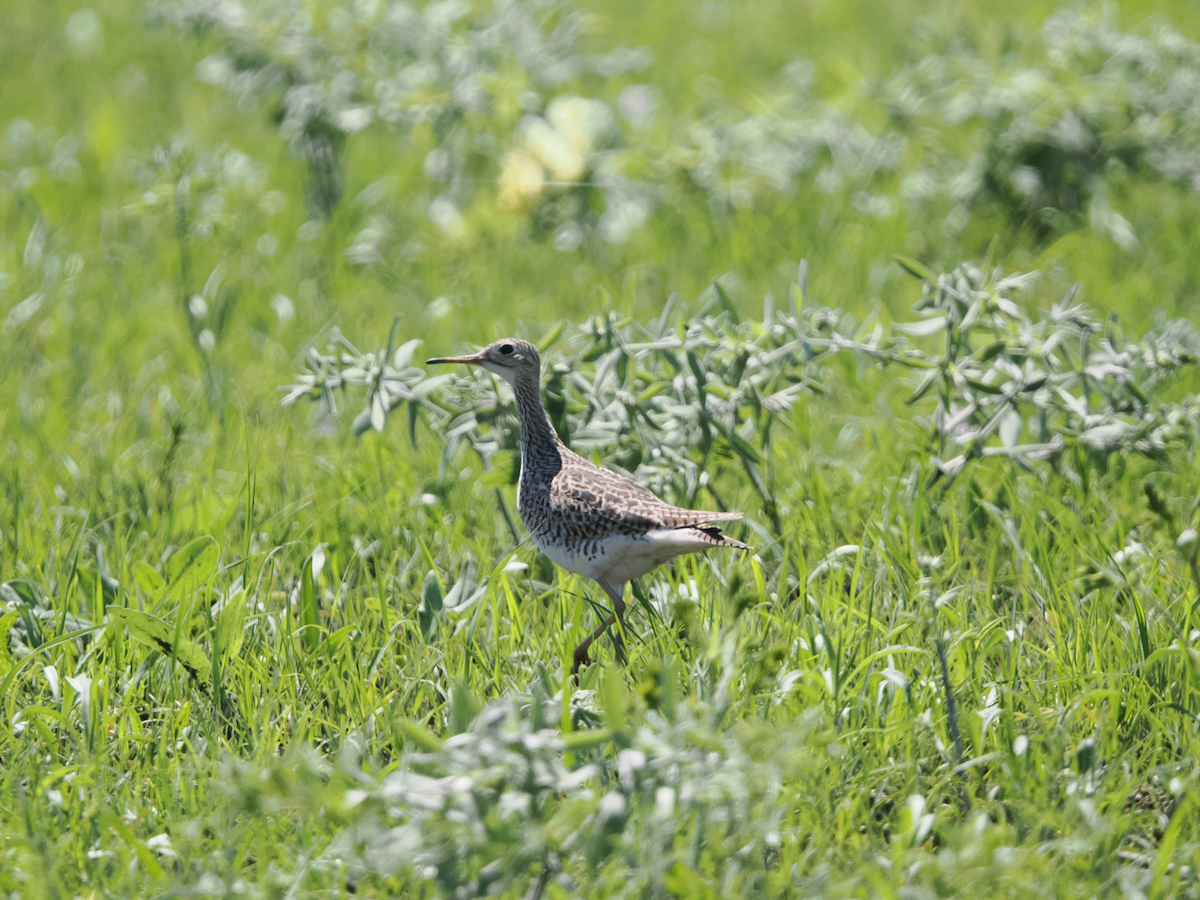 Prärieläufer - ML634293249