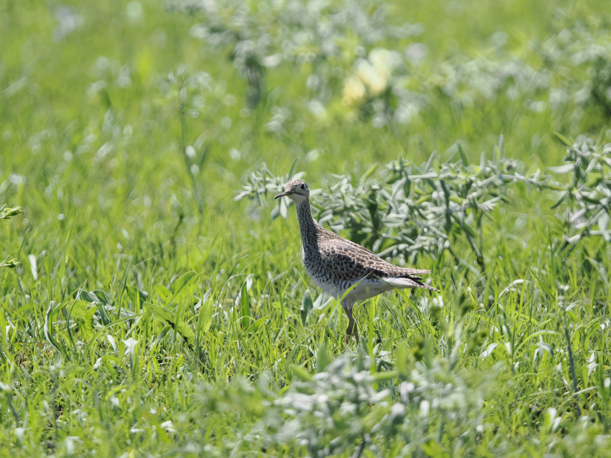 Prärieläufer - ML634293250