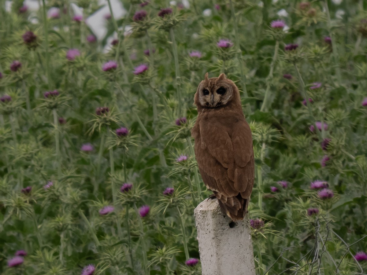 Hibou du Cap - ML634293451