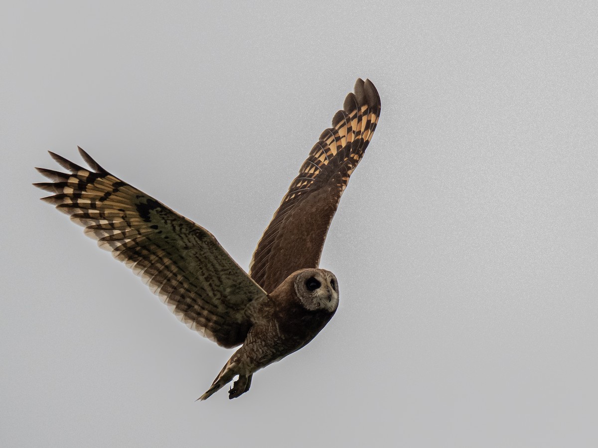 Hibou du Cap - ML634293452