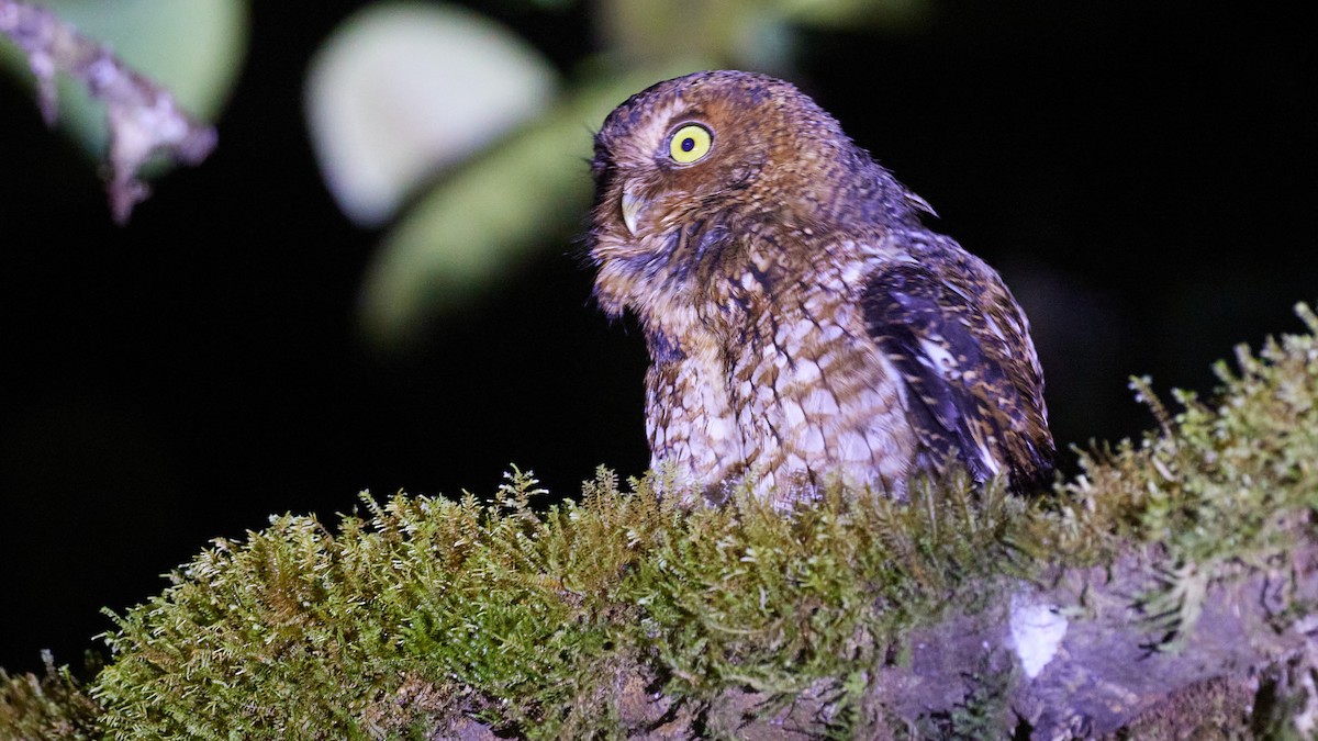 Bare-shanked Screech-Owl - ML634293499