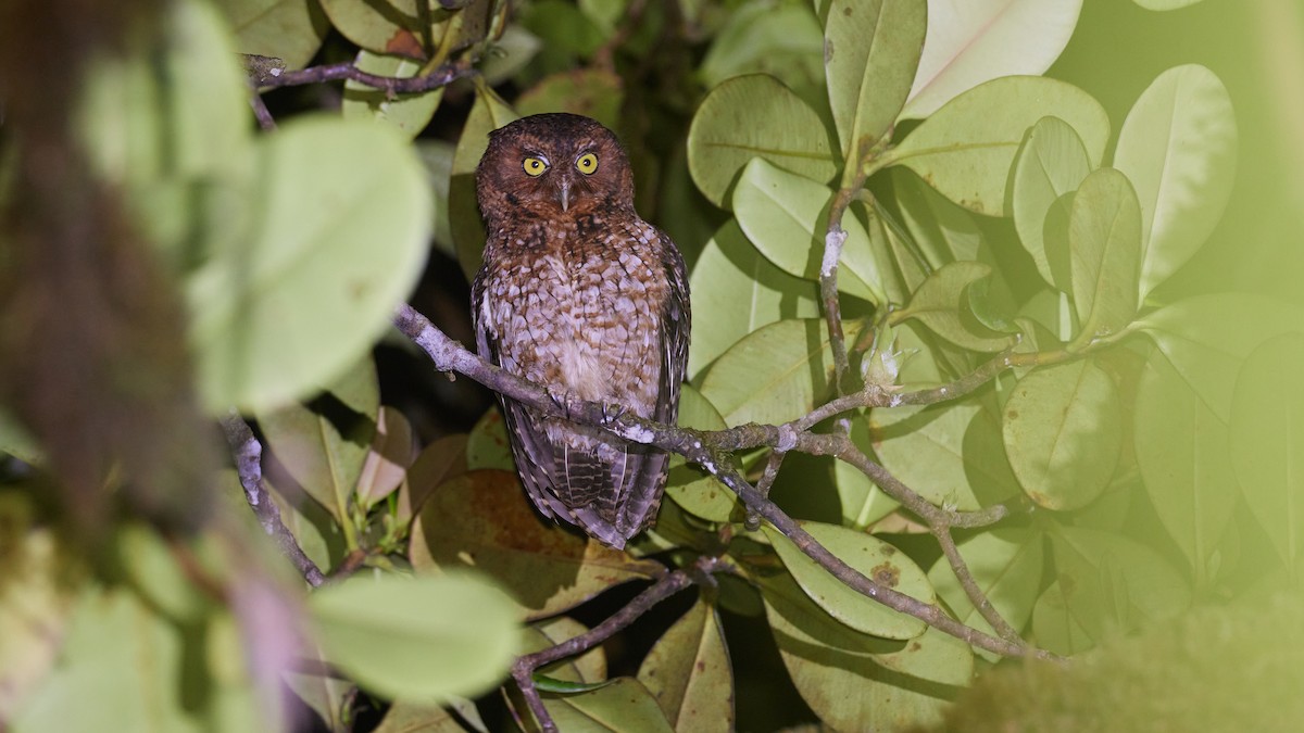 Bare-shanked Screech-Owl - ML634293501