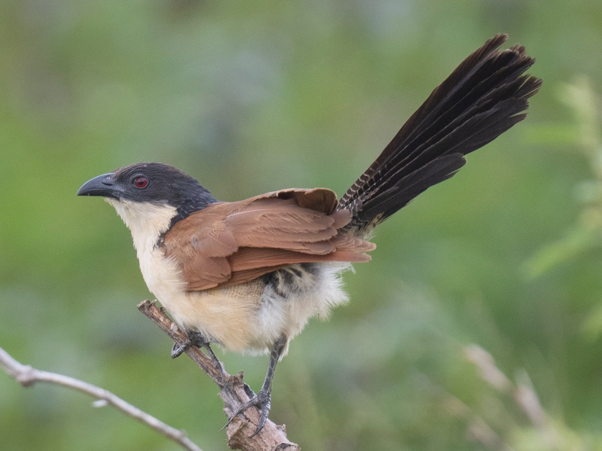 Burchell's Coucal - ML634293631