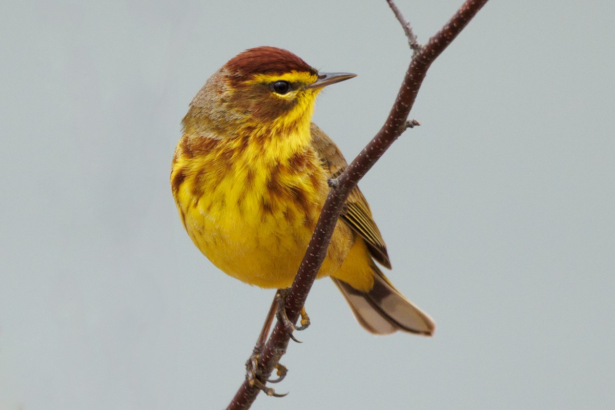 Palm Warbler - ML634293633