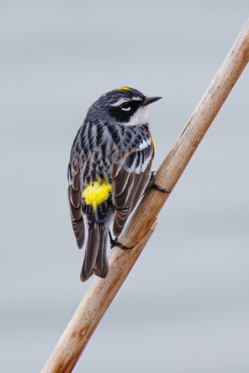 Yellow-rumped Warbler - ML634293643