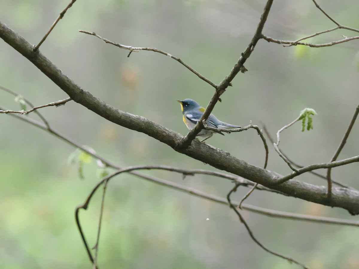 Meisenwaldsänger - ML634293678
