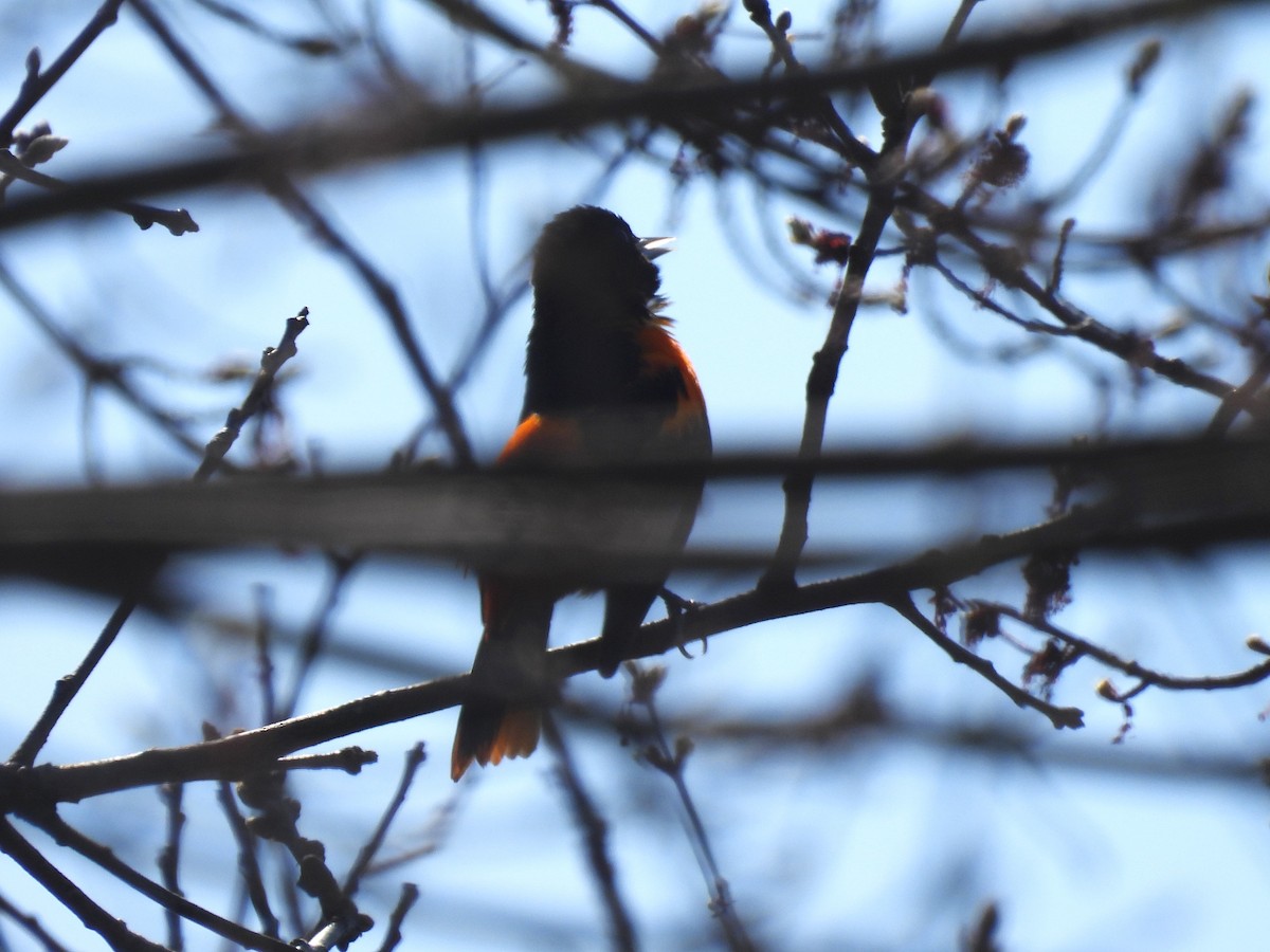 Baltimore Oriole - ML634293734