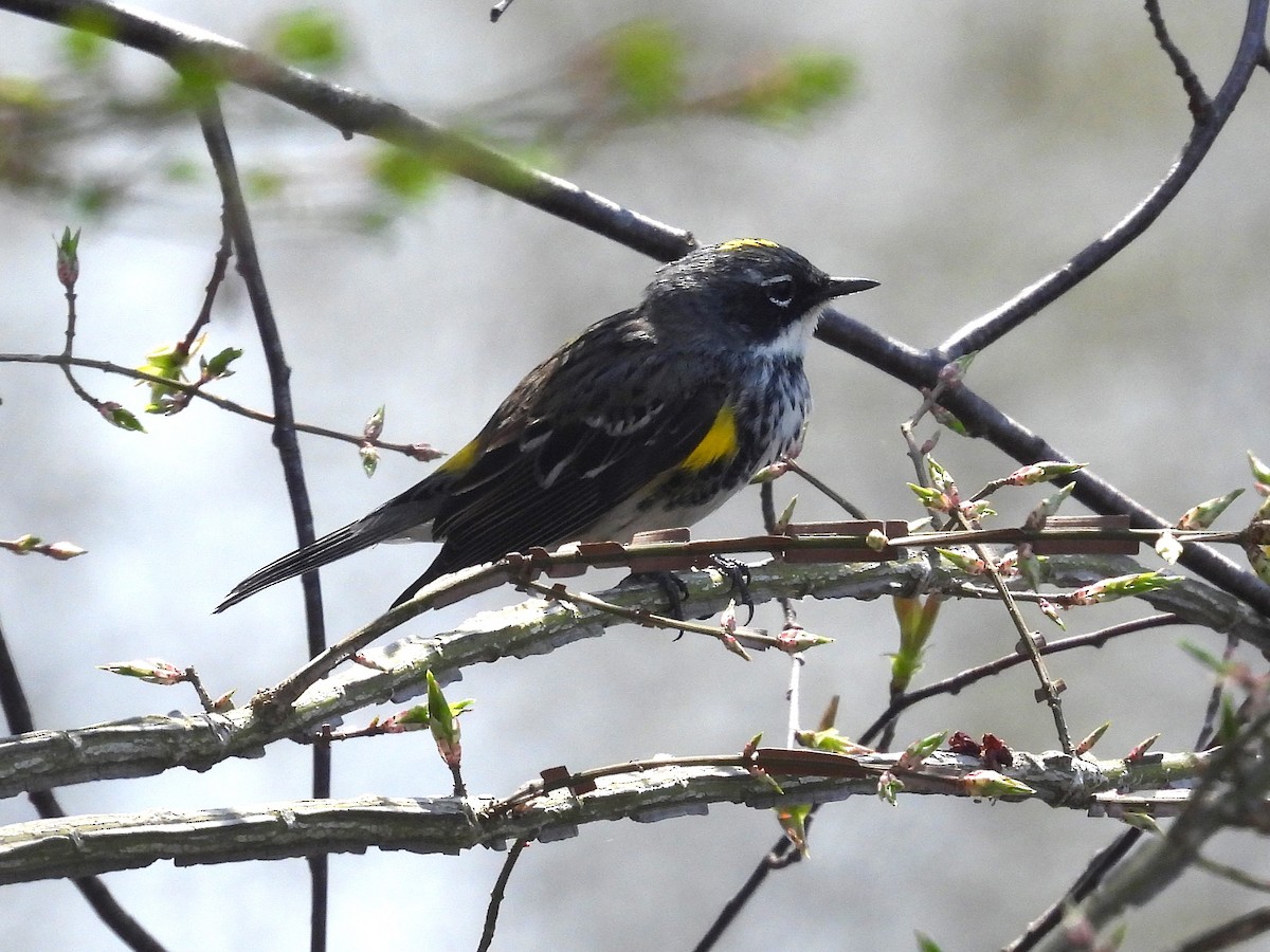 Yellow-rumped Warbler - ML634293746