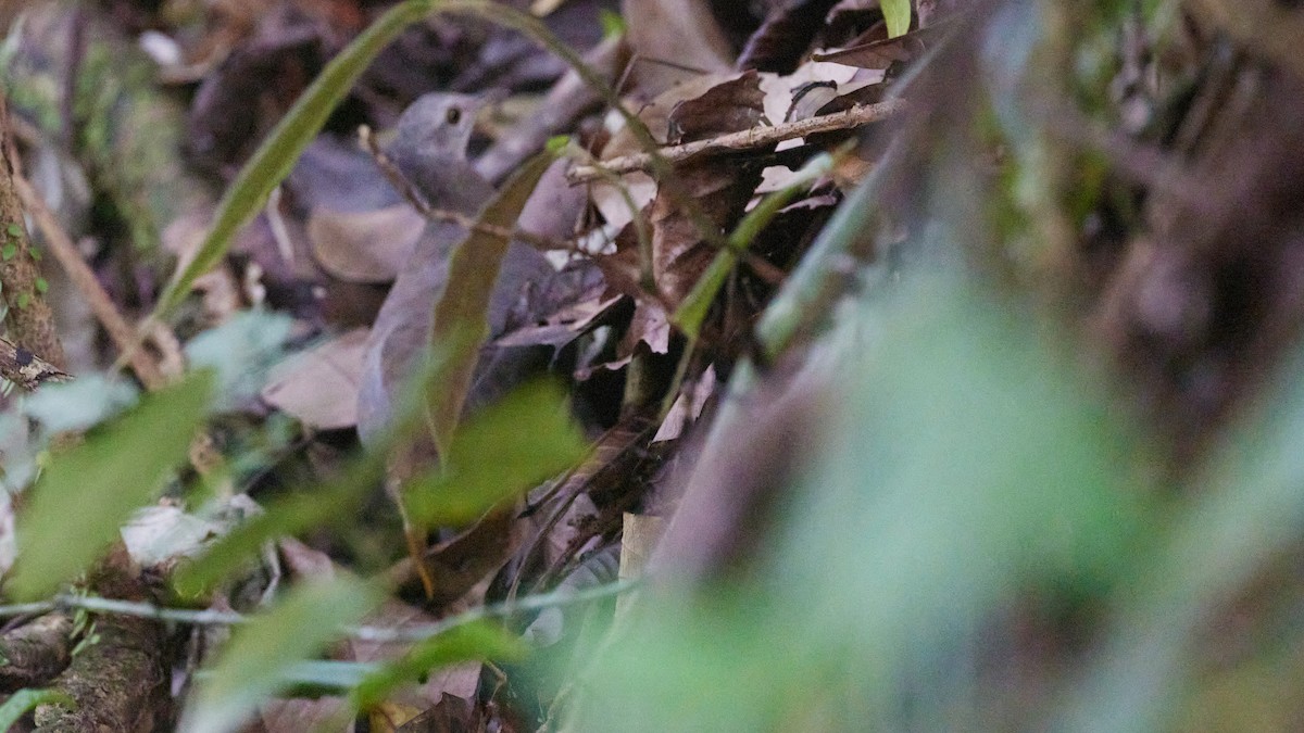 Choco Tinamou - ML634293823