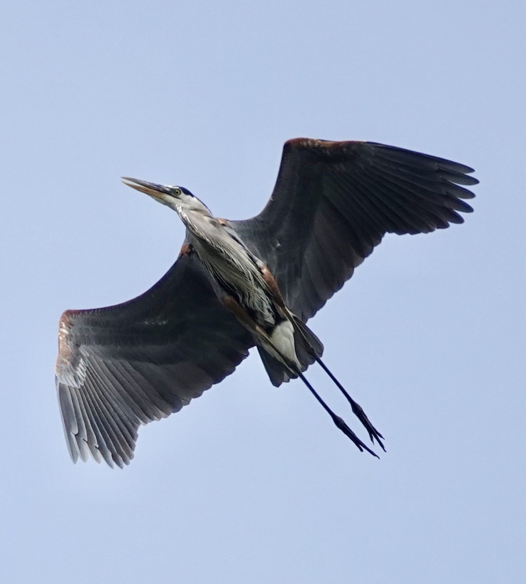 Great Blue Heron - ML634293850