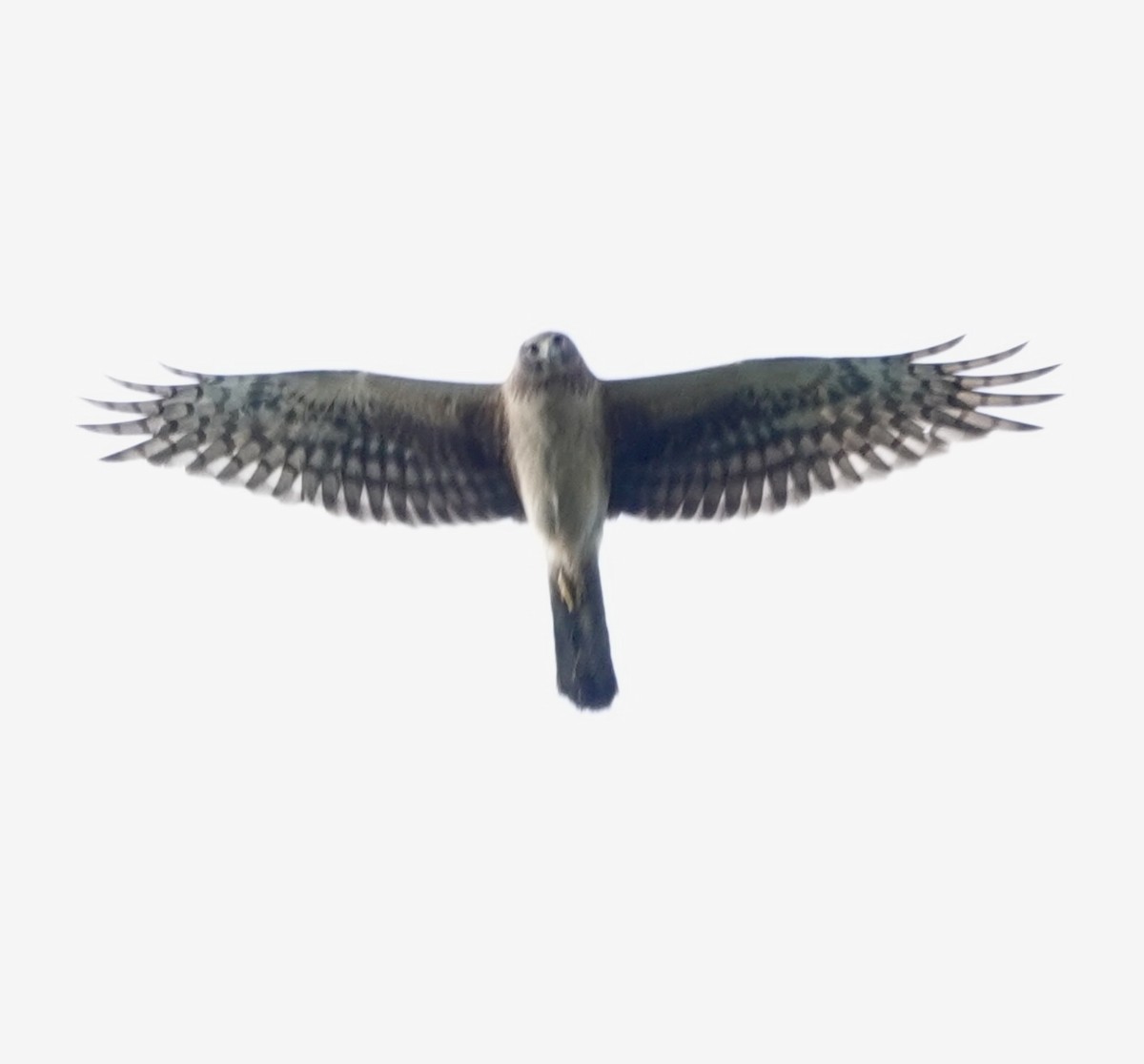 Northern Harrier - ML634293863