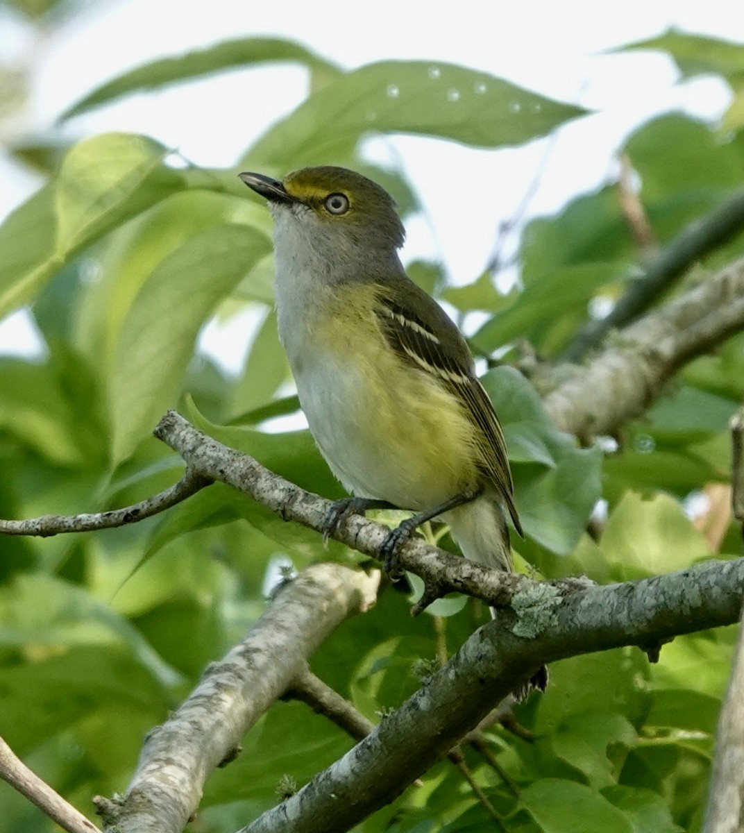White-eyed Vireo - ML634293893