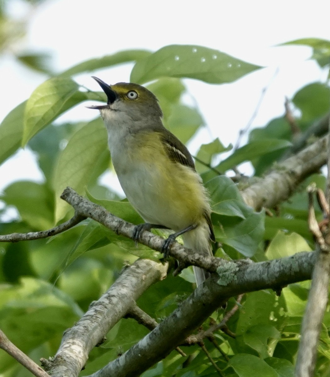 White-eyed Vireo - ML634293897