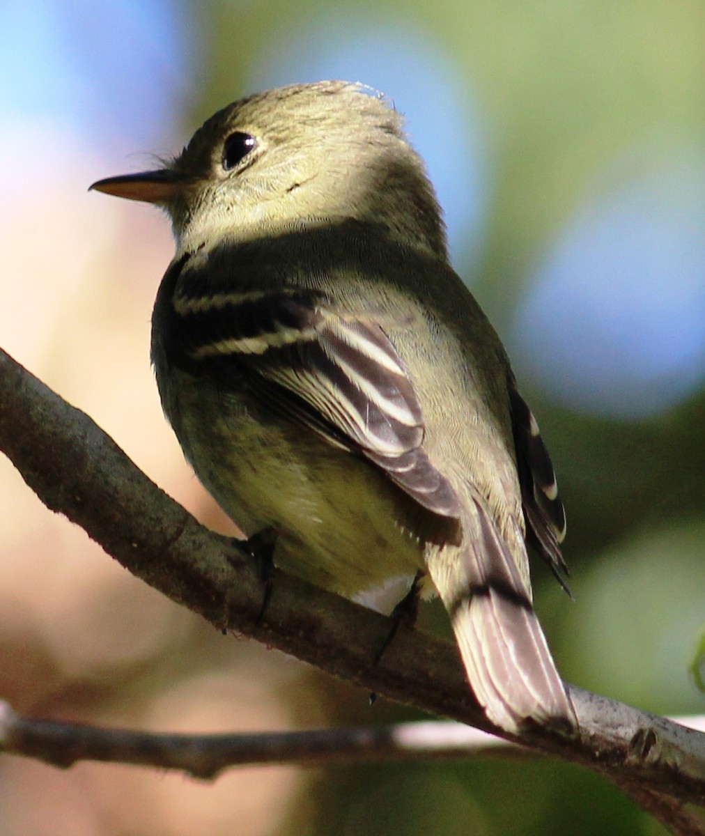 Yellow-bellied Flycatcher - Tom Benson