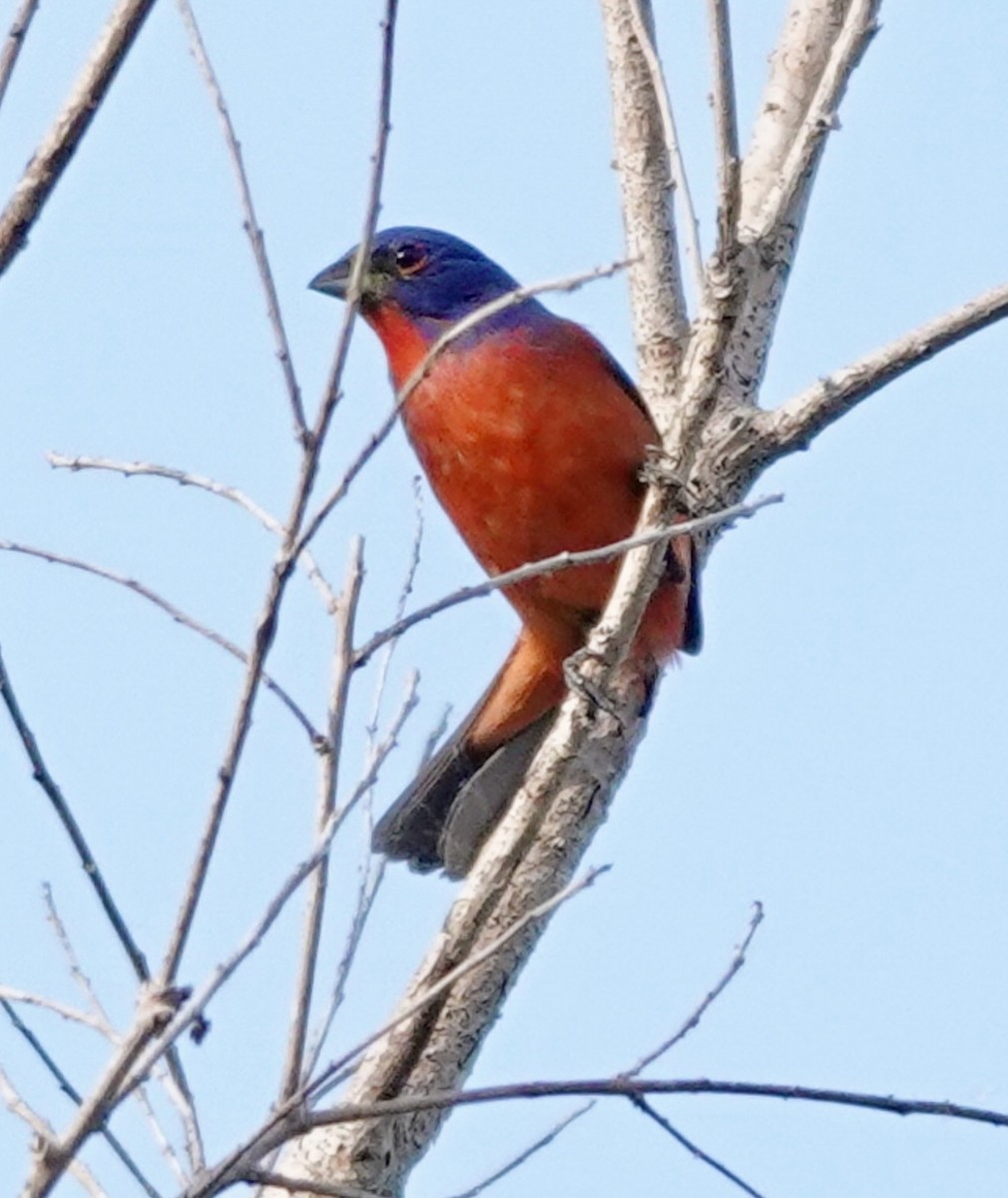 Painted Bunting - ML634293914