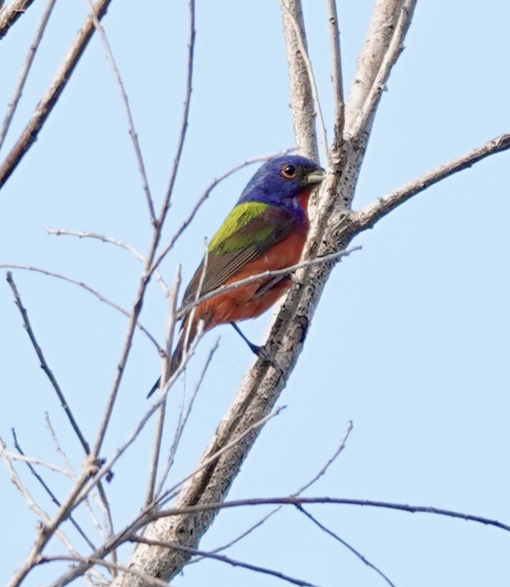 Painted Bunting - ML634293921