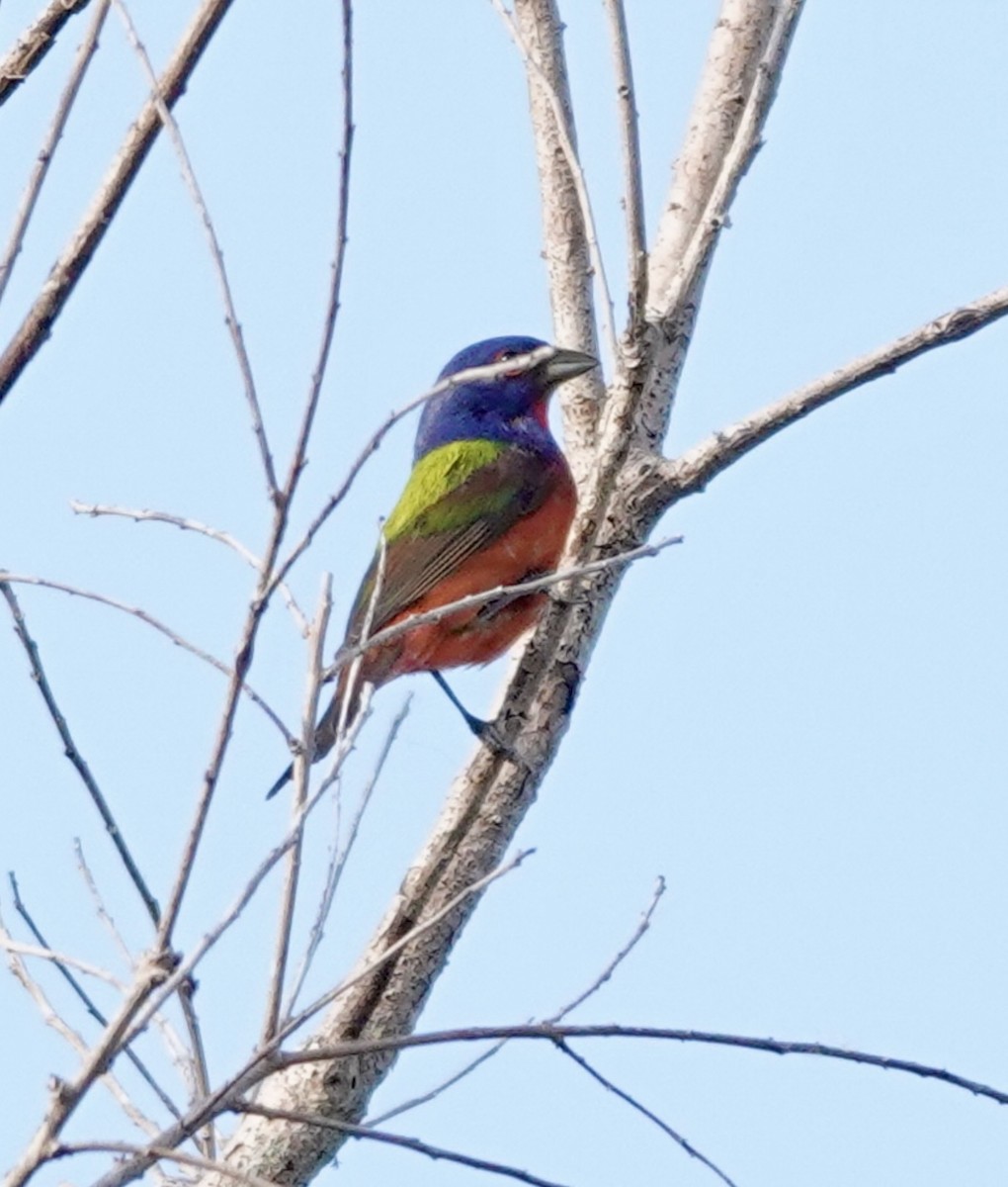 Painted Bunting - ML634293922