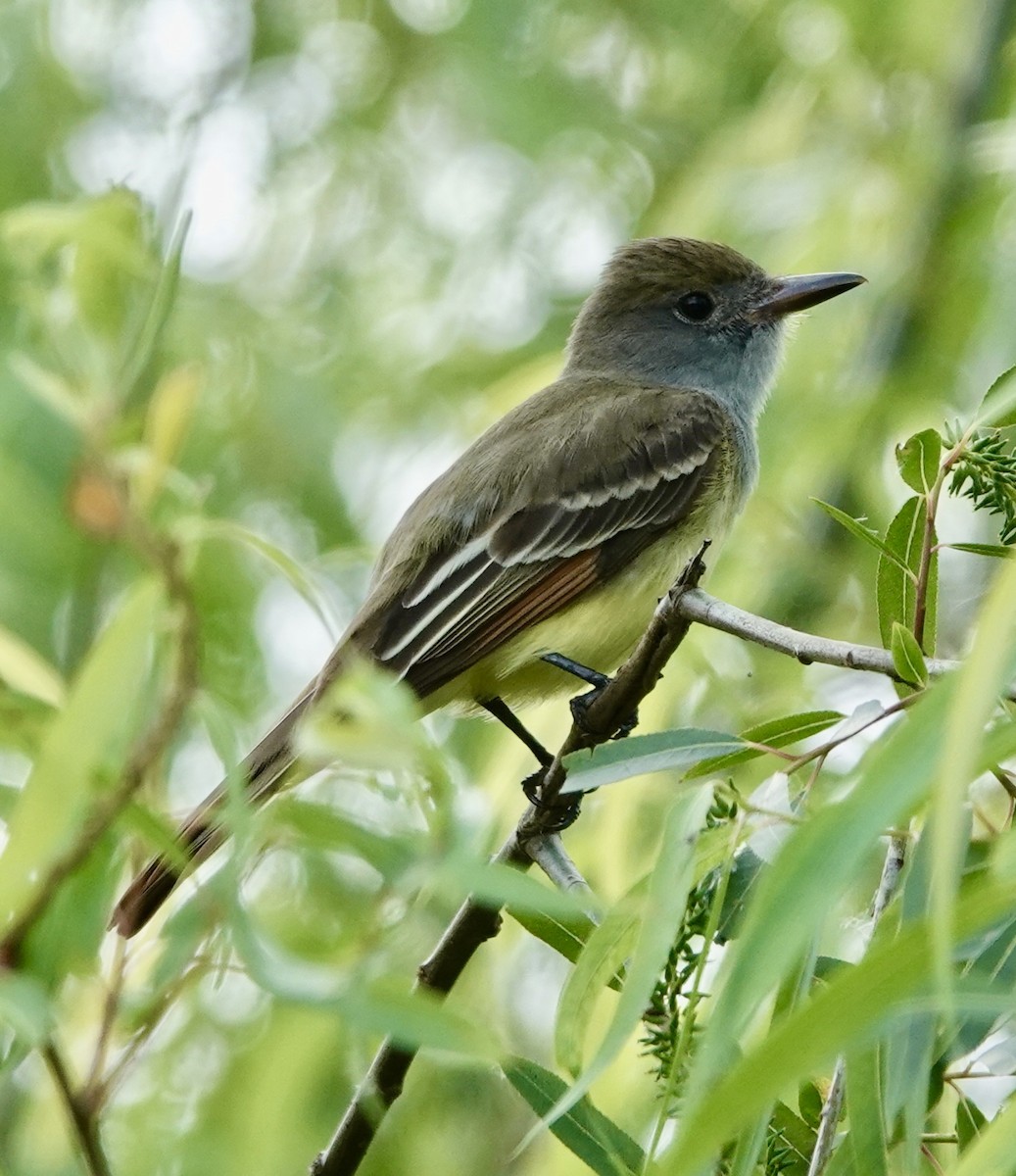 Great Crested Flycatcher - ML634293933