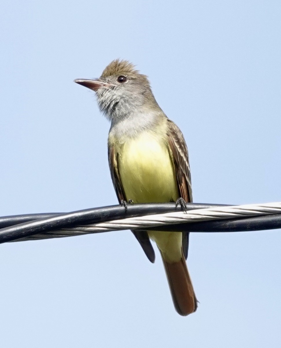 Great Crested Flycatcher - ML634293945