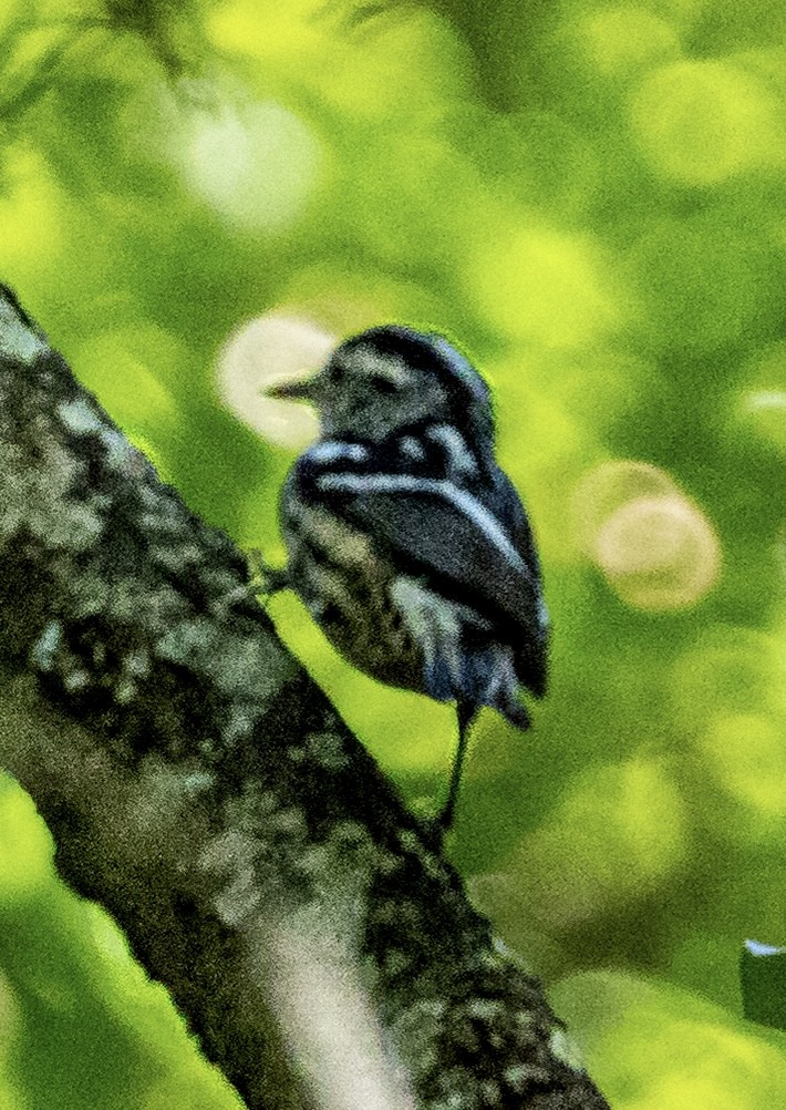 Black-and-white Warbler - ML634293973
