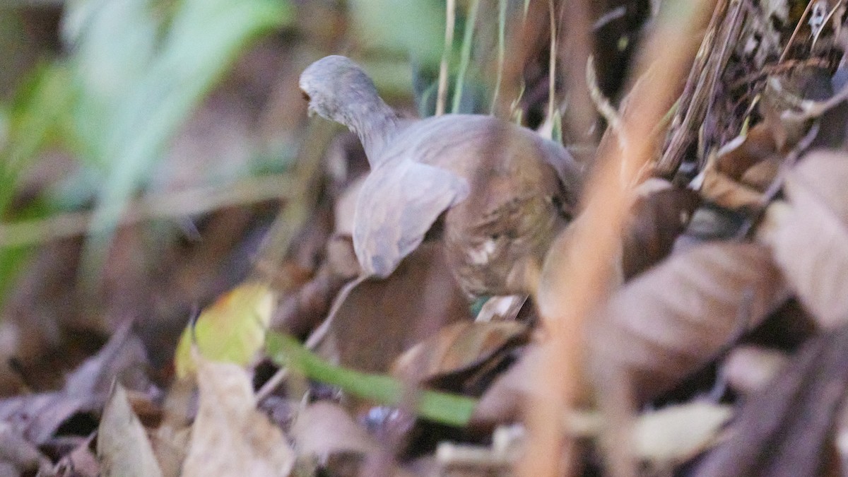 Choco Tinamou - ML634293977