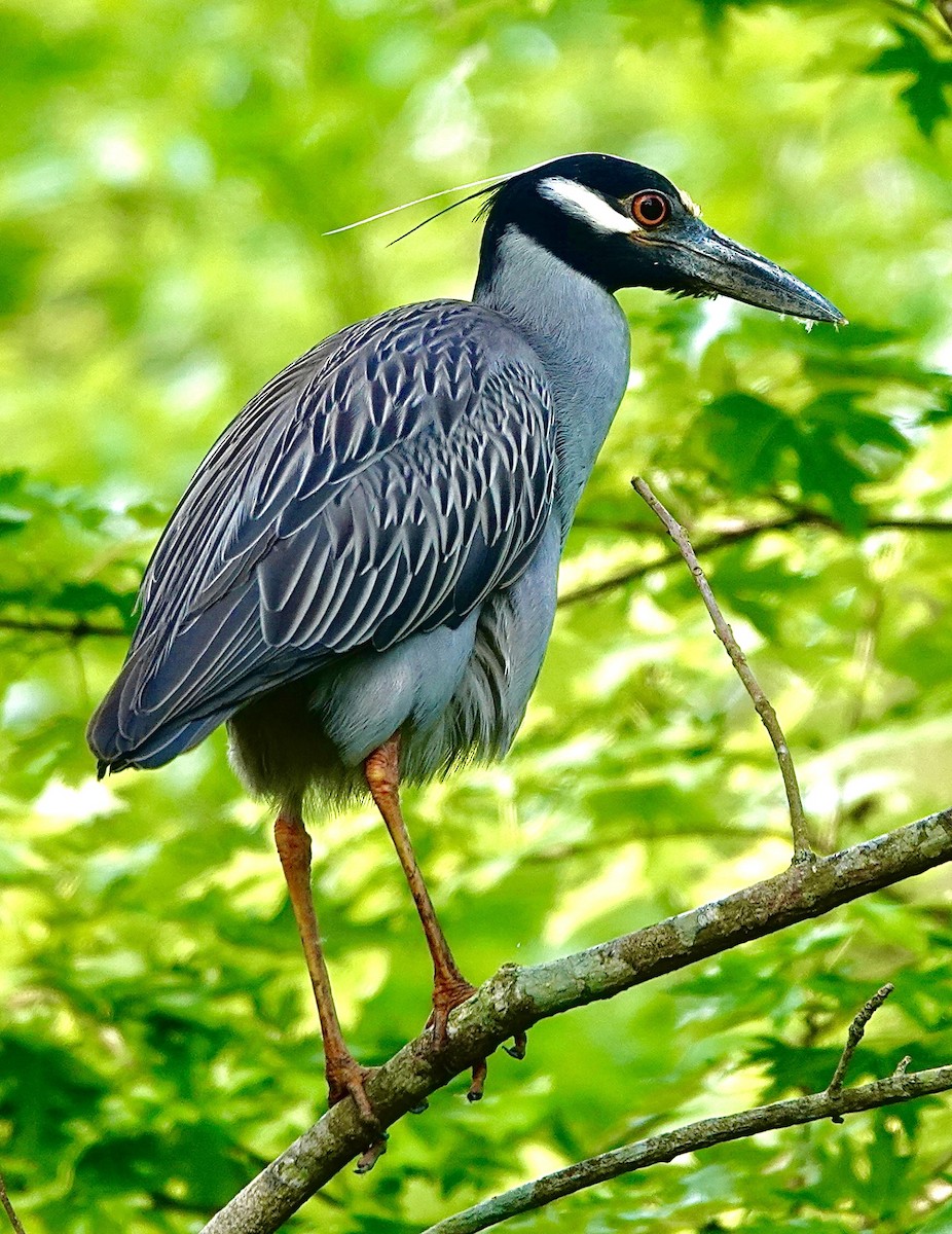 Yellow-crowned Night Heron - ML634293991