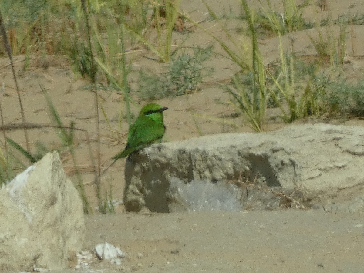 African Green Bee-eater - ML634294033