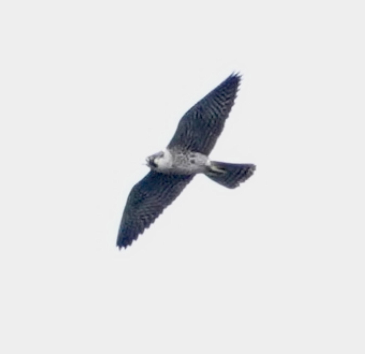 Peregrine Falcon - ML634294059