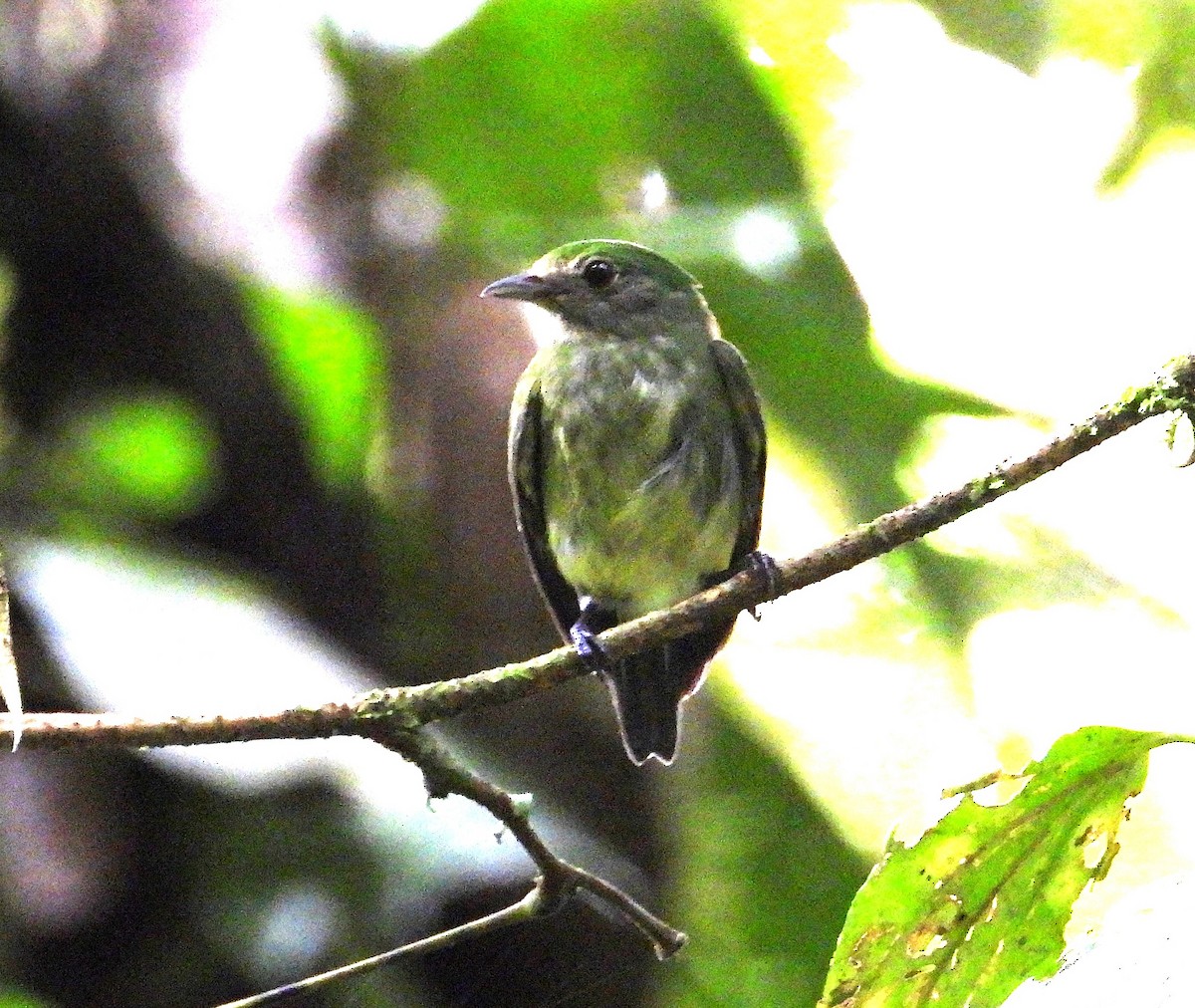 grønnmanakin - ML634294087