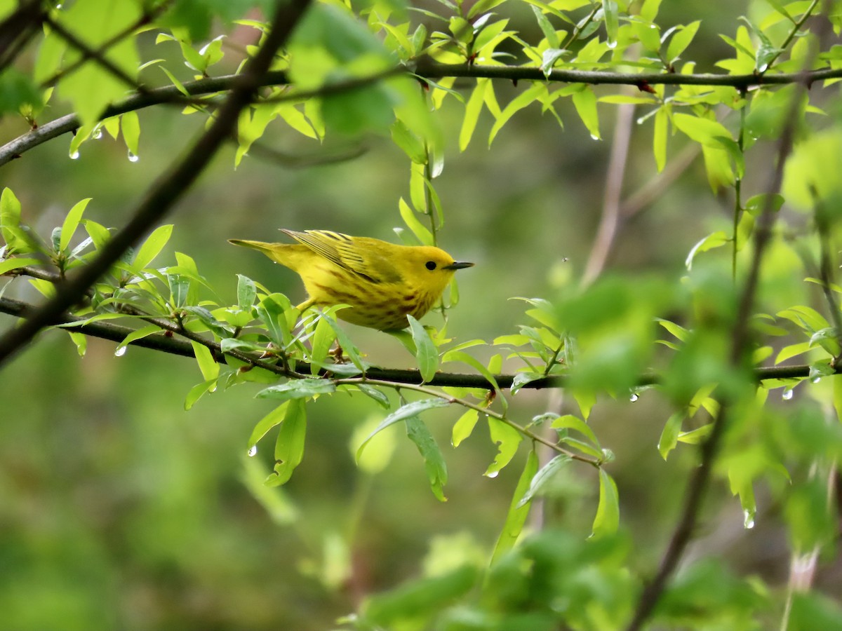Yellow Warbler - ML634294191