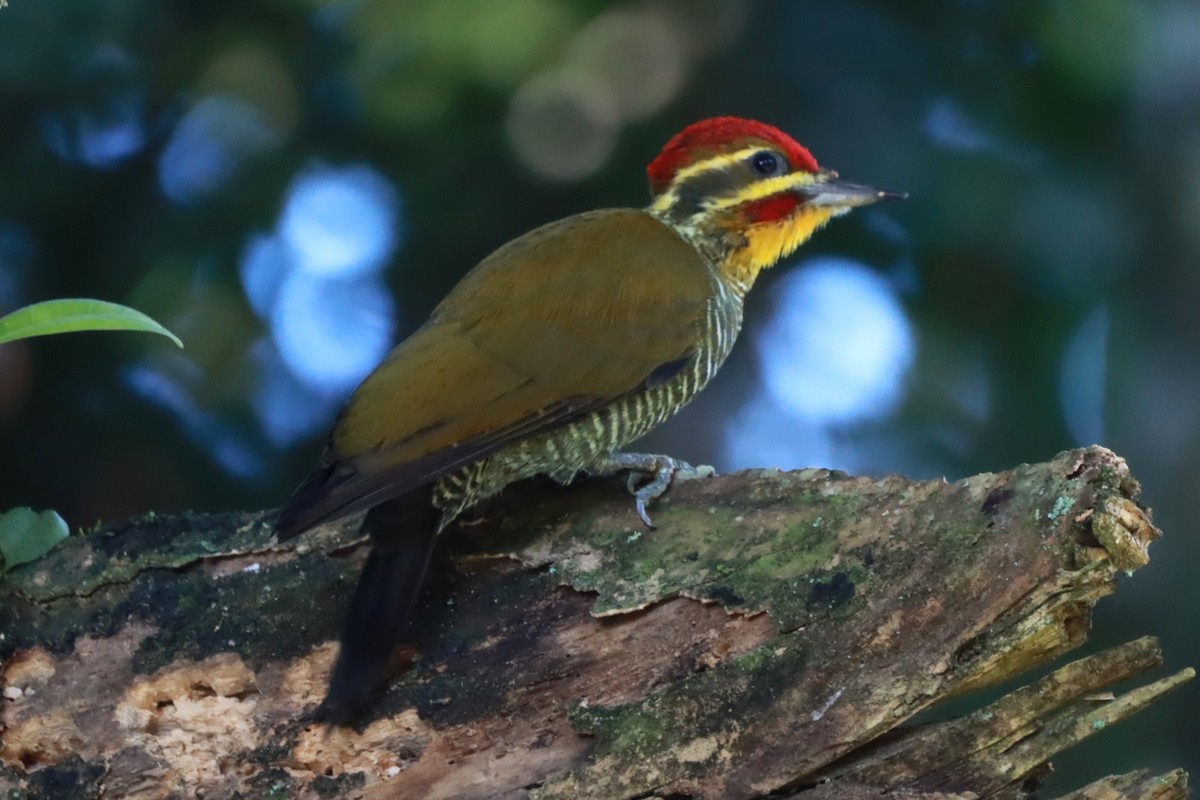 White-browed Woodpecker - ML634294212