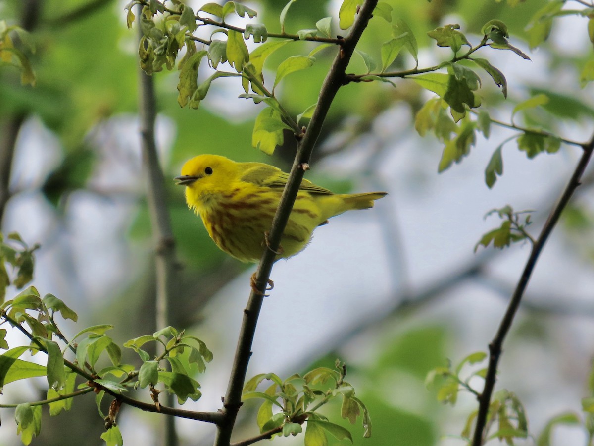 Yellow Warbler - ML634294222