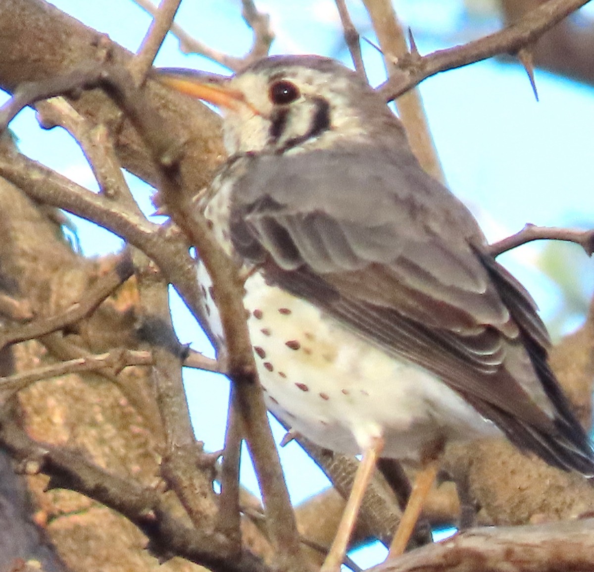 Groundscraper Thrush - ML634294482