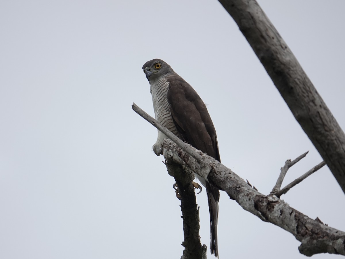 African Goshawk - ML634294533