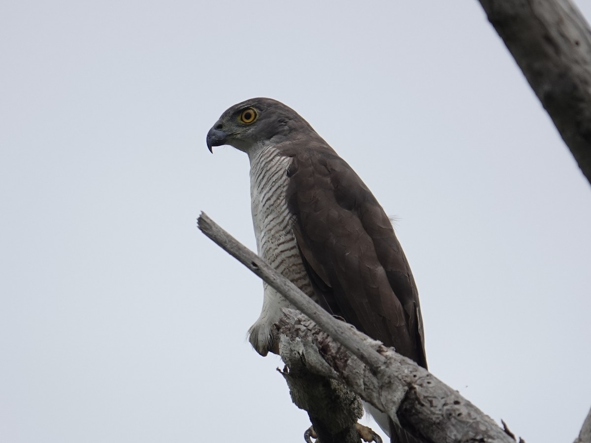 African Goshawk - ML634294536