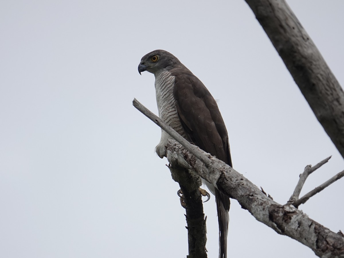 African Goshawk - ML634294538