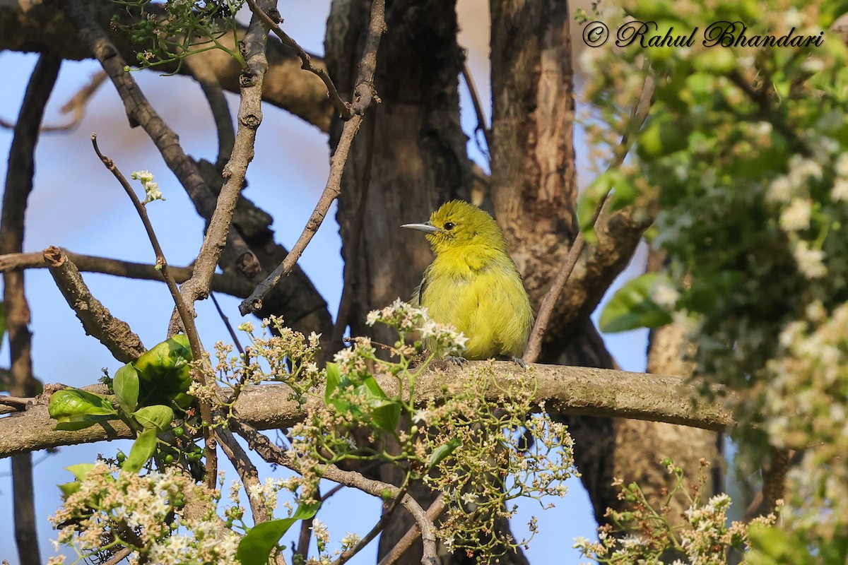 Common Iora - ML634294570