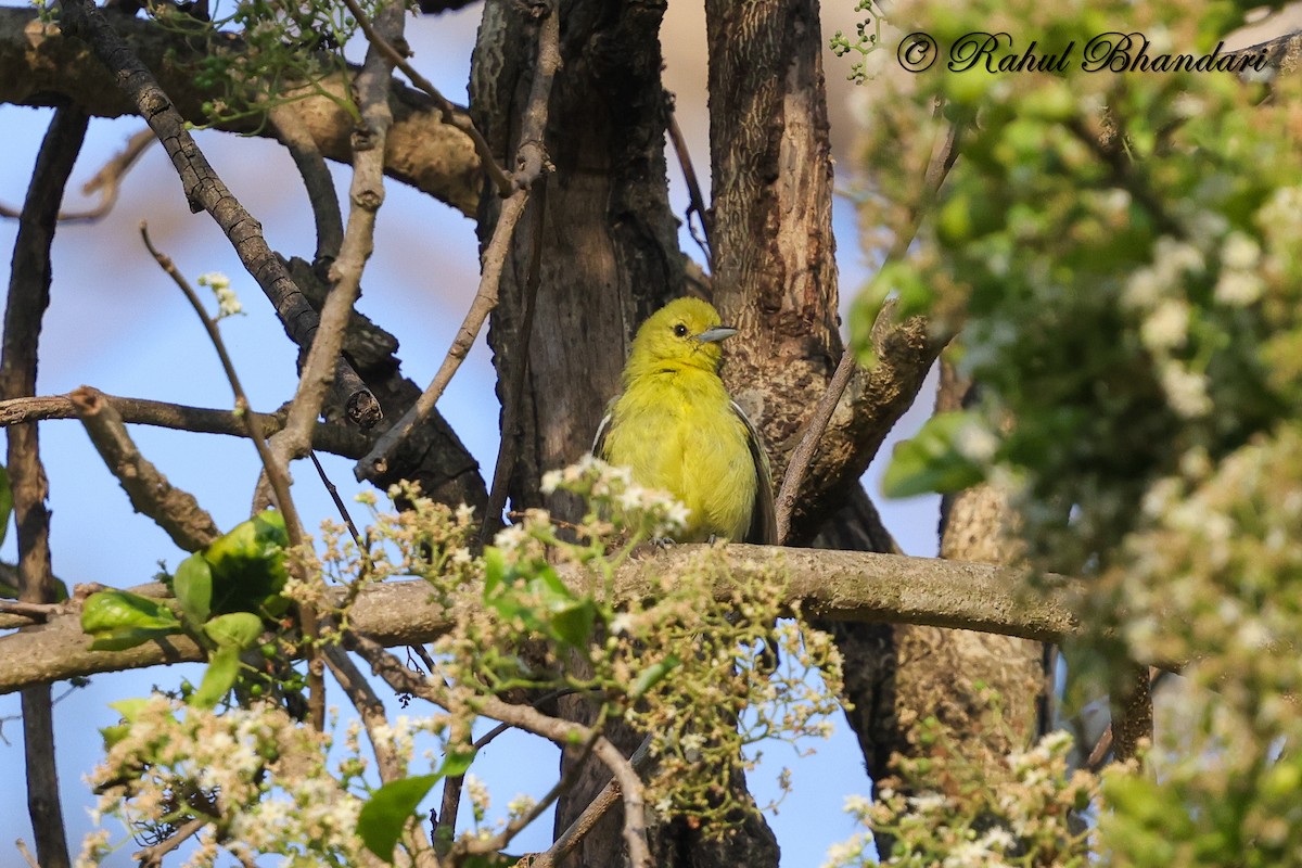 Common Iora - ML634294571