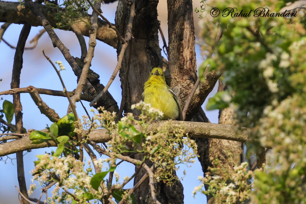 Common Iora - ML634294572