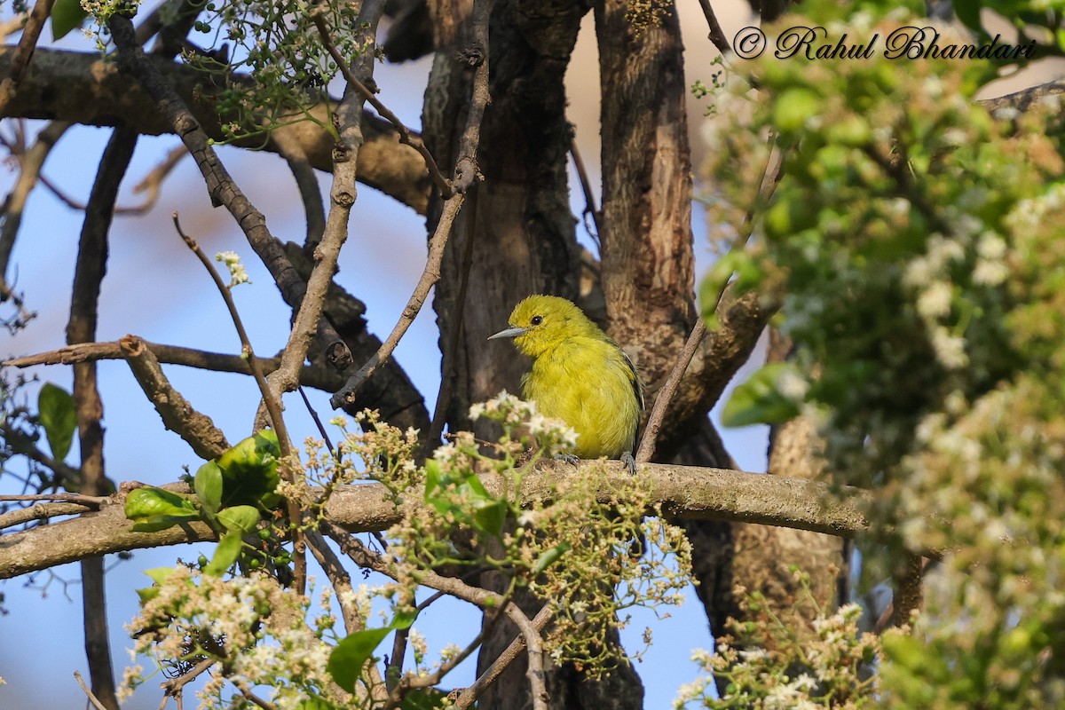 Common Iora - ML634294573