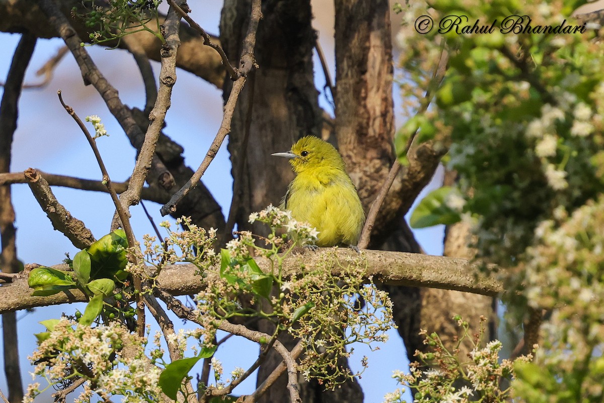 Common Iora - ML634294576