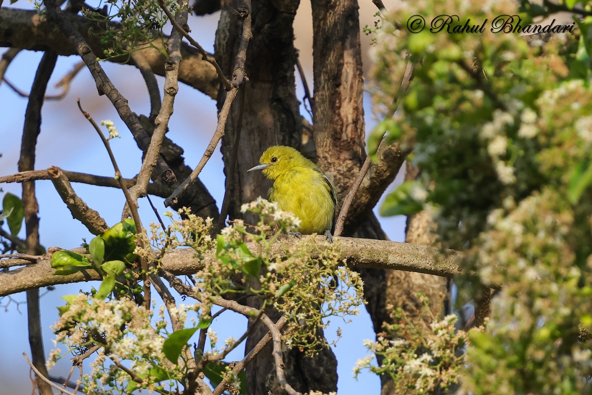 Common Iora - ML634294577