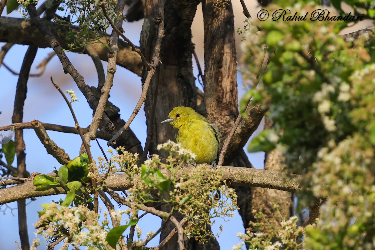 Common Iora - ML634294578
