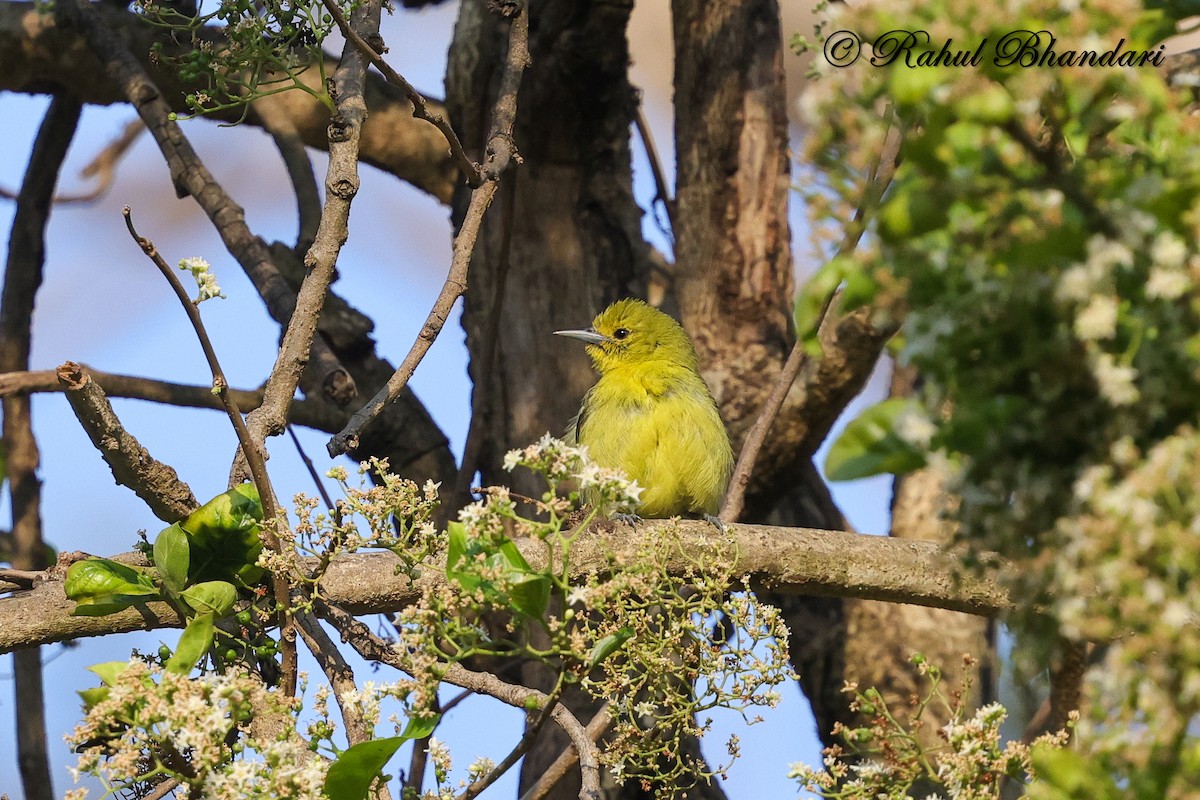 Common Iora - ML634294579