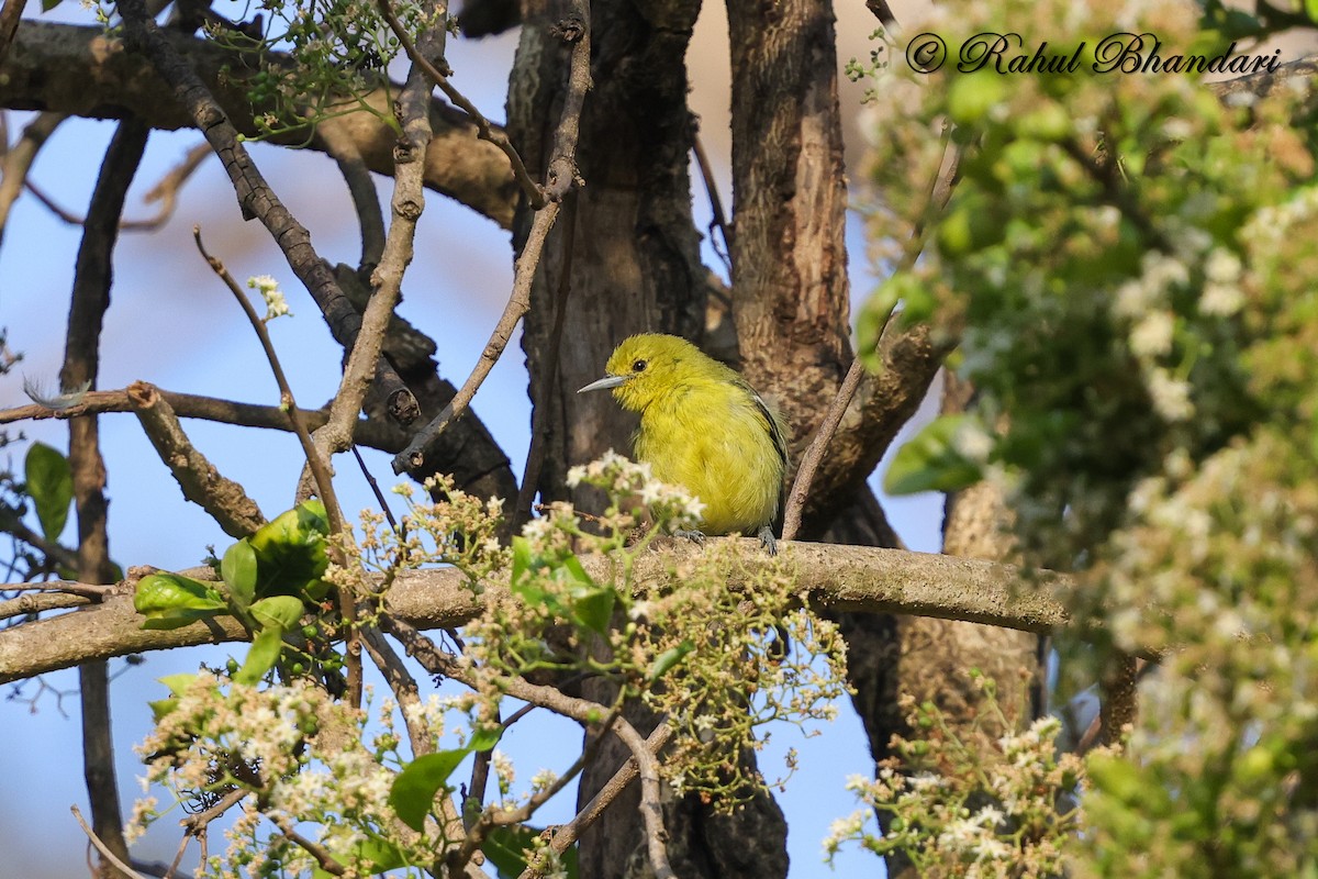 Common Iora - ML634294580