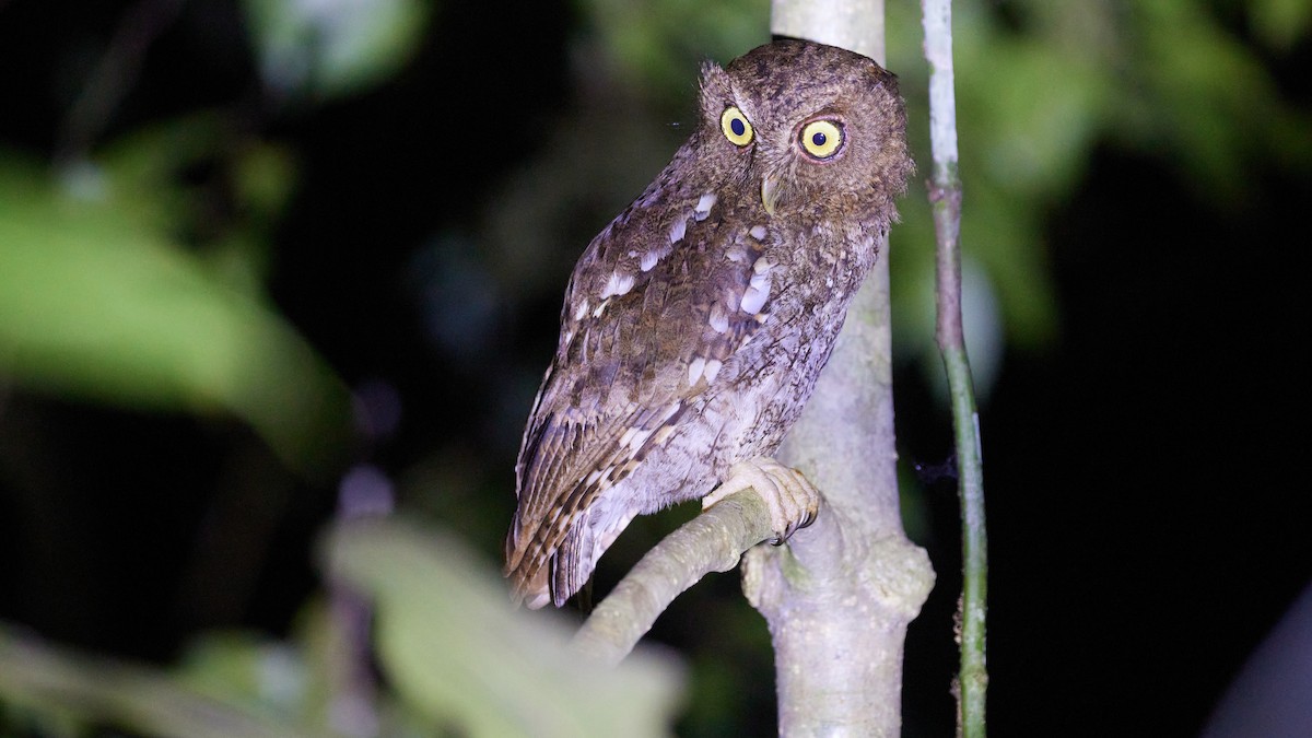 Choco Screech-Owl - ML634294589