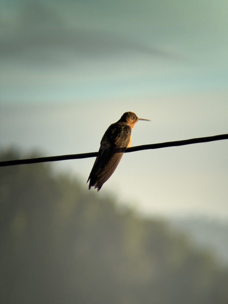 Giant Hummingbird - ML634294613